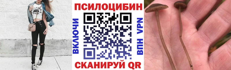 Псилоцибиновые грибы GOLDEN TEACHER  дарк нет формула  Красногорск 